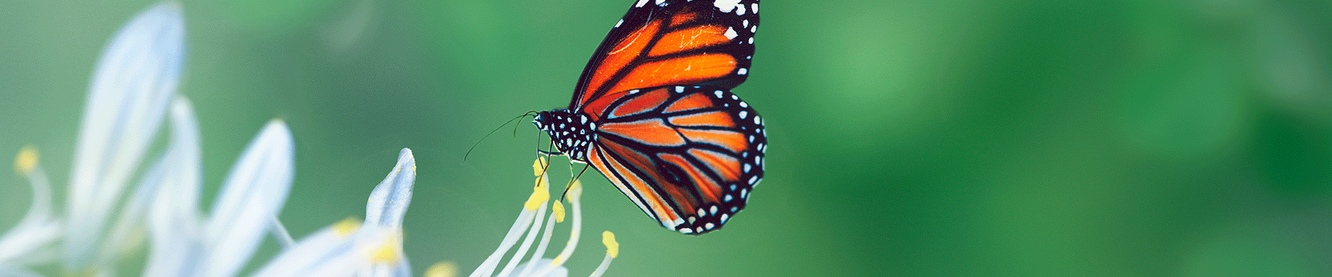 beliefs sabbath 2 1.png