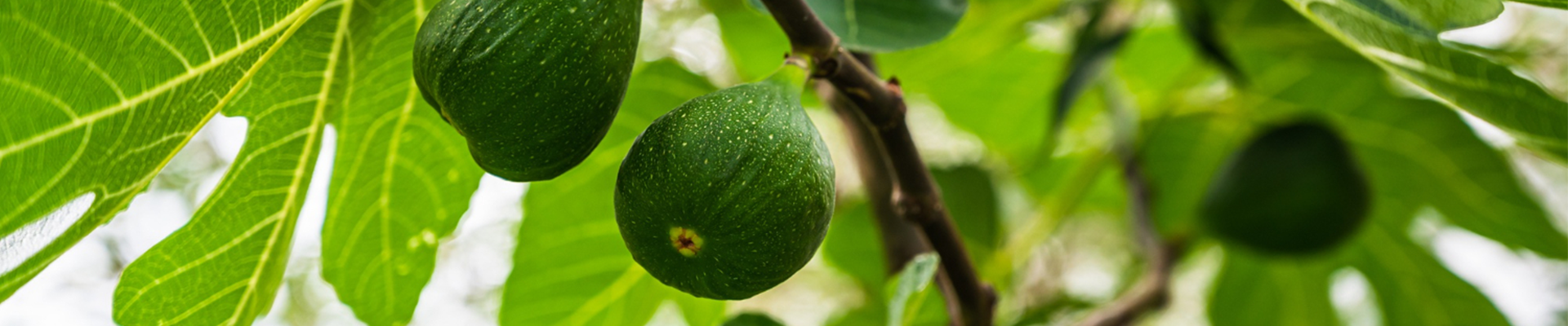 fig tree lesson